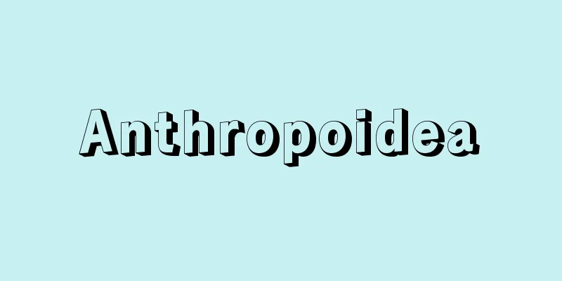 Anthropoidea