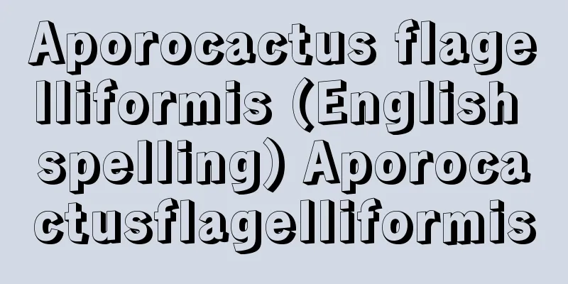 Aporocactus flagelliformis (English spelling) Aporocactusflagelliformis