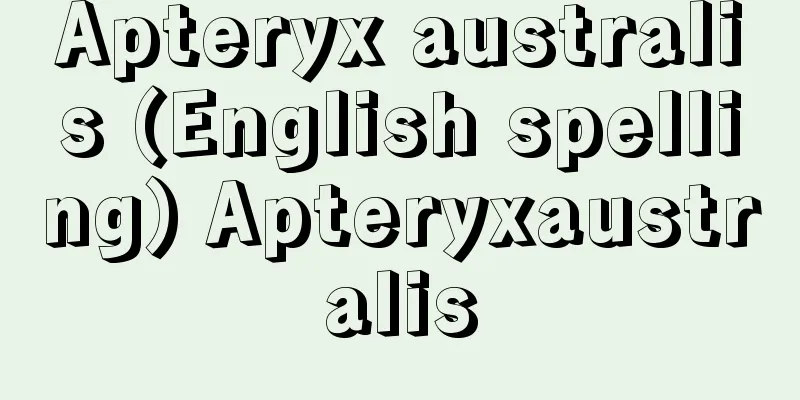 Apteryx australis (English spelling) Apteryxaustralis