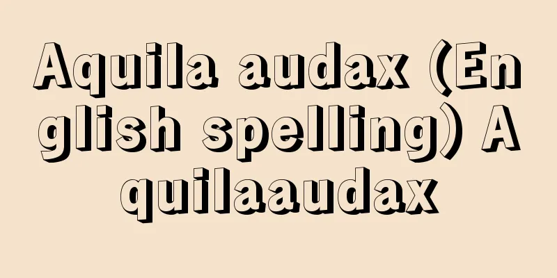 Aquila audax (English spelling) Aquilaaudax