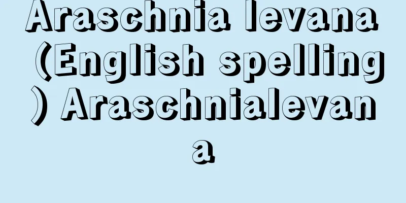Araschnia levana (English spelling) Araschnialevana