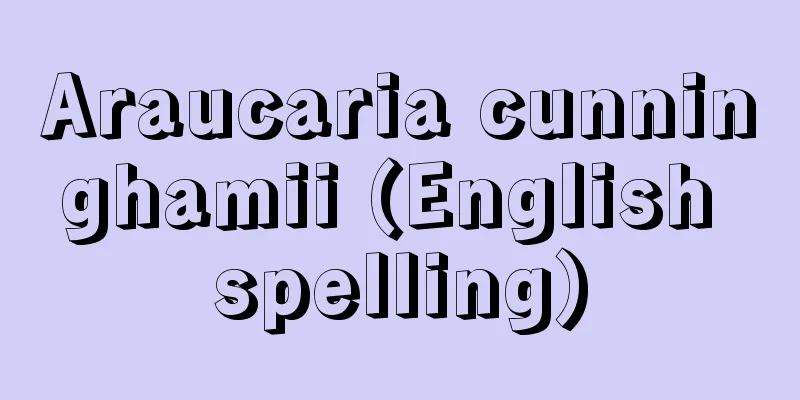 Araucaria cunninghamii (English spelling)