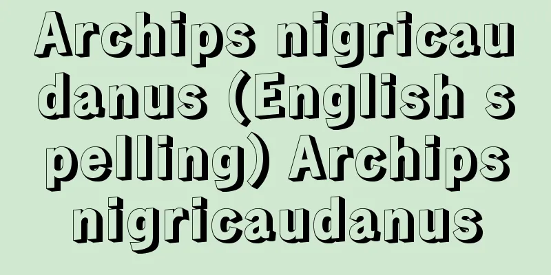 Archips nigricaudanus (English spelling) Archipsnigricaudanus