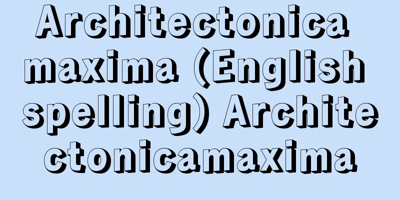 Architectonica maxima (English spelling) Architectonicamaxima