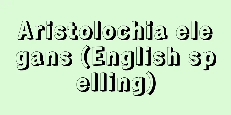 Aristolochia elegans (English spelling)