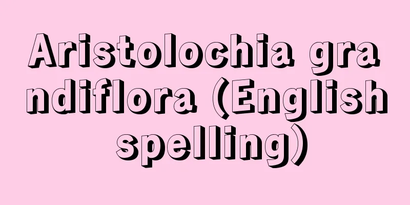 Aristolochia grandiflora (English spelling)