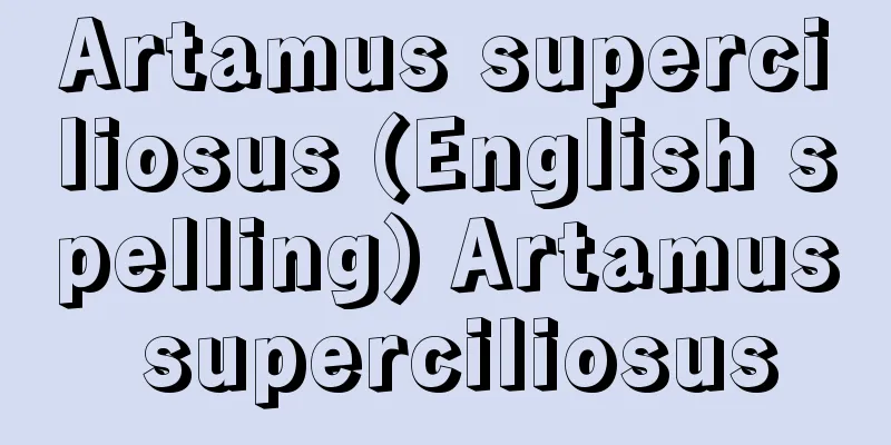 Artamus superciliosus (English spelling) Artamus superciliosus