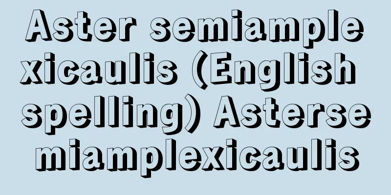 Aster semiamplexicaulis (English spelling) Astersemiamplexicaulis