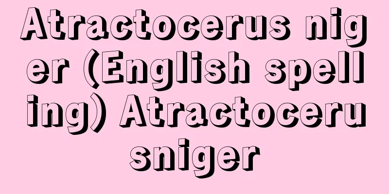 Atractocerus niger (English spelling) Atractocerusniger