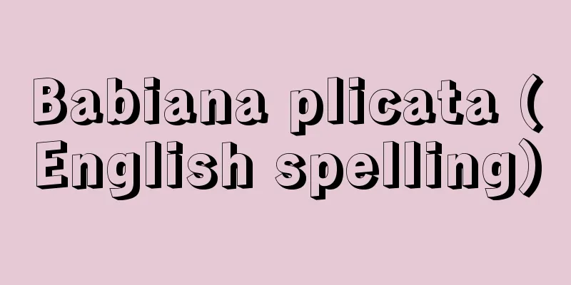 Babiana plicata (English spelling)