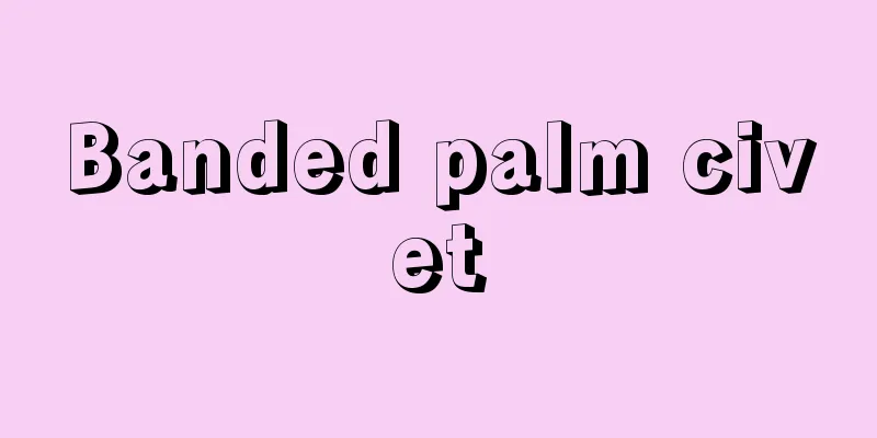 Banded palm civet