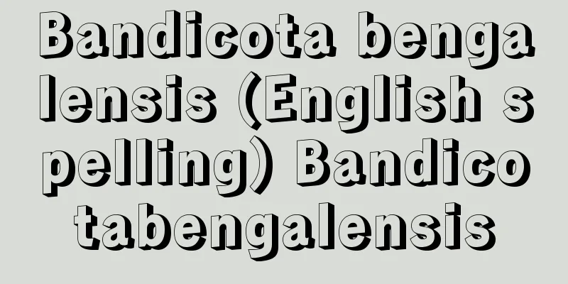 Bandicota bengalensis (English spelling) Bandicotabengalensis