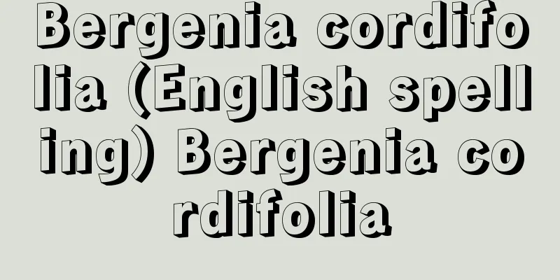 Bergenia cordifolia (English spelling) Bergenia cordifolia