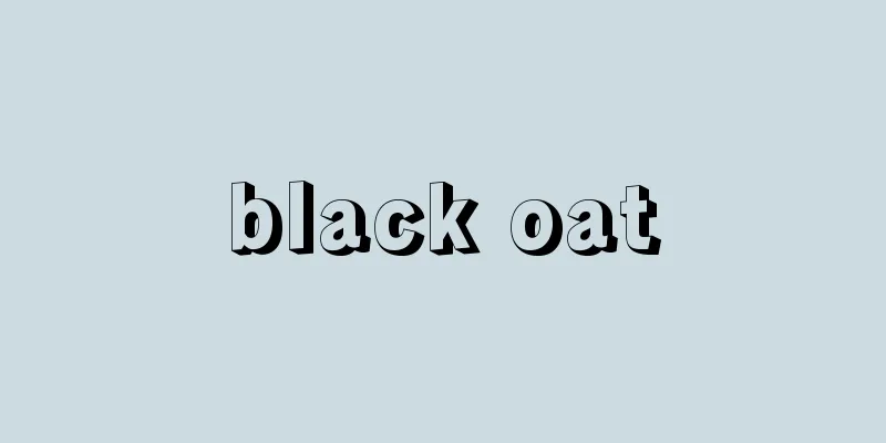 black oat