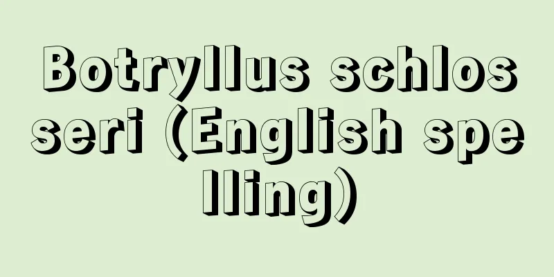 Botryllus schlosseri (English spelling)