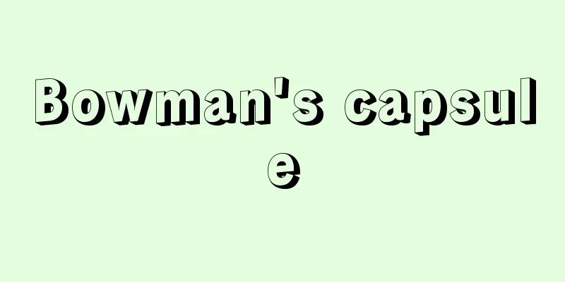 Bowman's capsule
