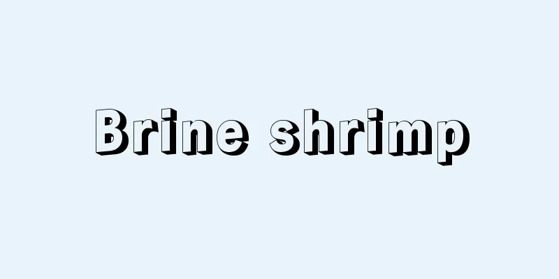 Brine shrimp