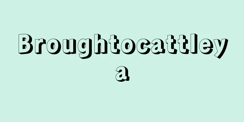 Broughtocattleya