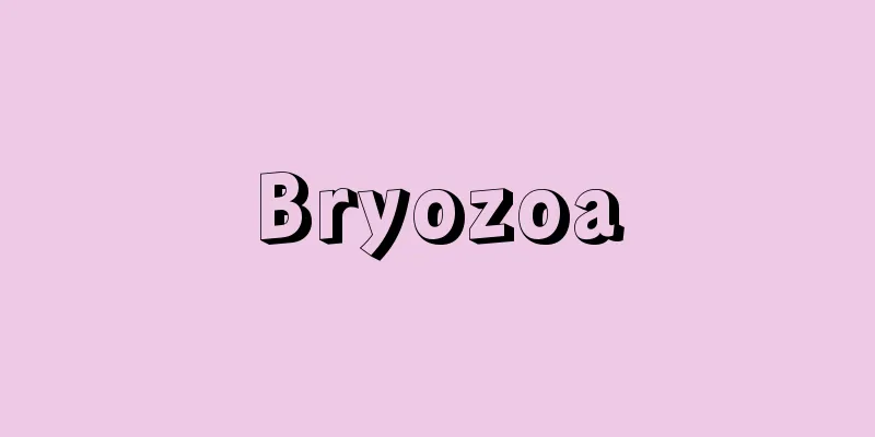 Bryozoa