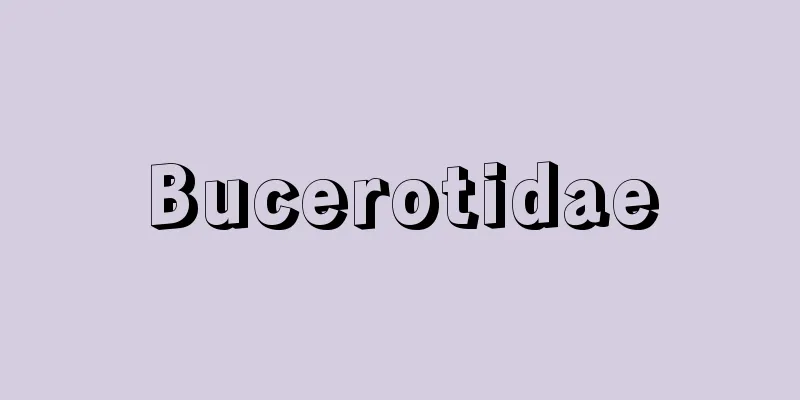 Bucerotidae