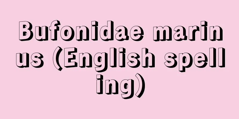 Bufonidae marinus (English spelling)