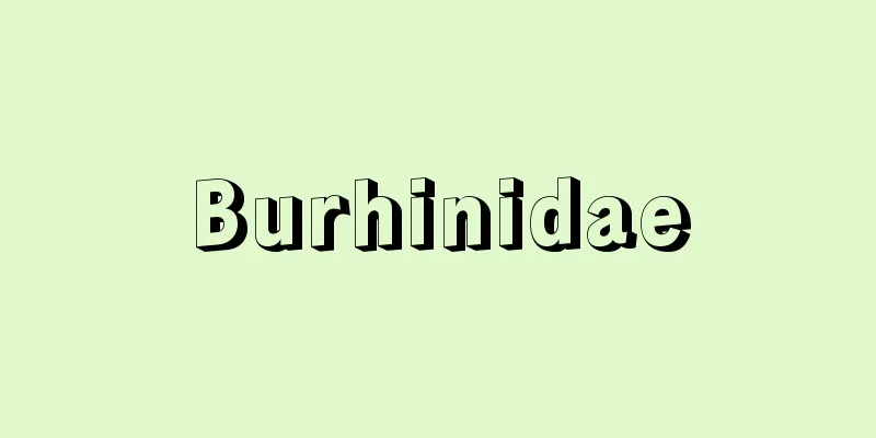 Burhinidae