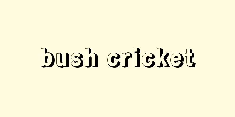 bush cricket