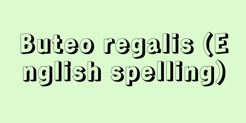Buteo regalis (English spelling)