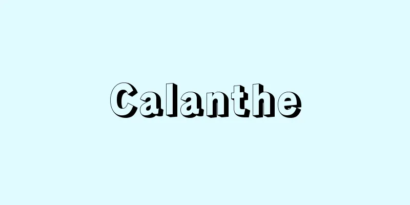 Calanthe