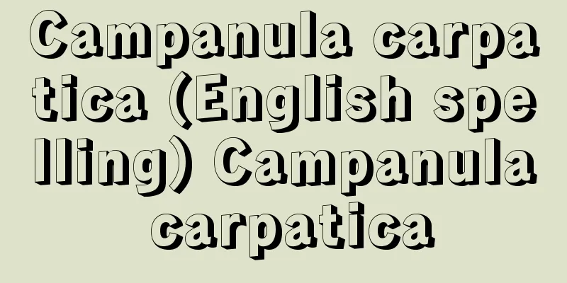 Campanula carpatica (English spelling) Campanula carpatica