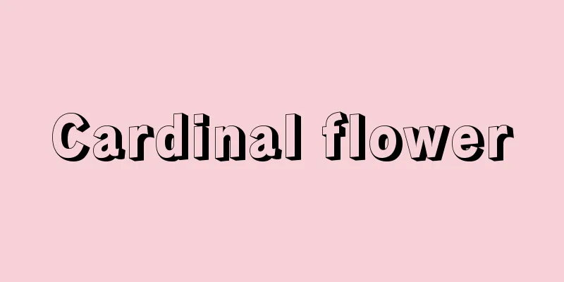 Cardinal flower