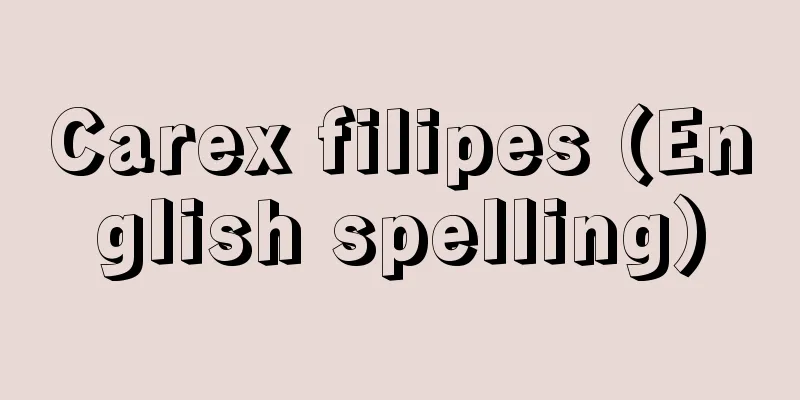 Carex filipes (English spelling)