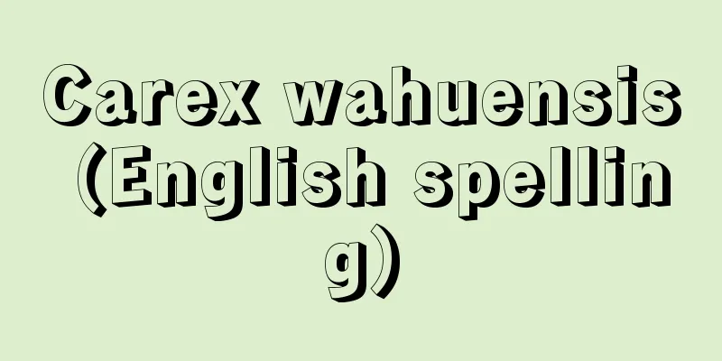 Carex wahuensis (English spelling)