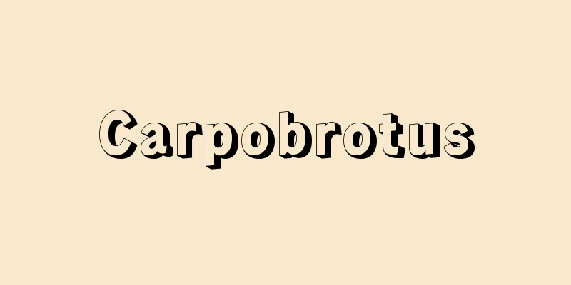 Carpobrotus