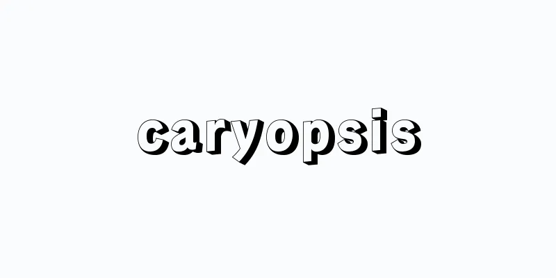caryopsis