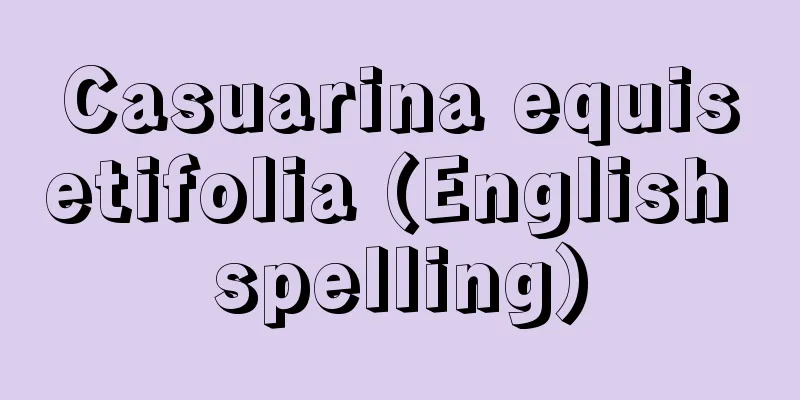 Casuarina equisetifolia (English spelling)