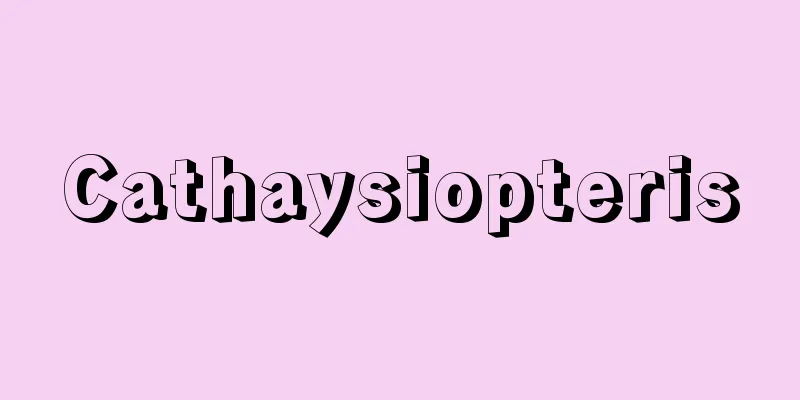 Cathaysiopteris