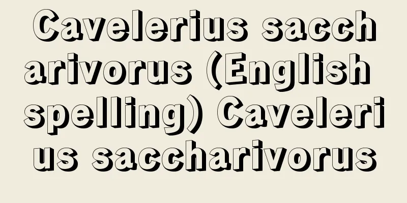 Cavelerius saccharivorus (English spelling) Cavelerius saccharivorus