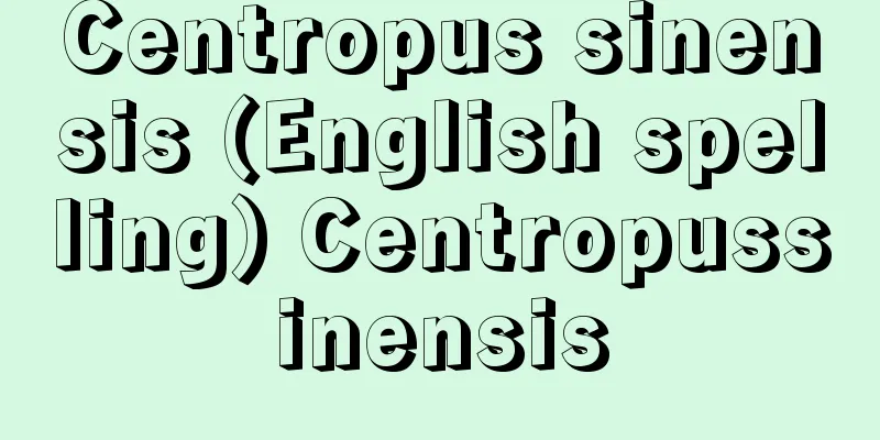 Centropus sinensis (English spelling) Centropussinensis