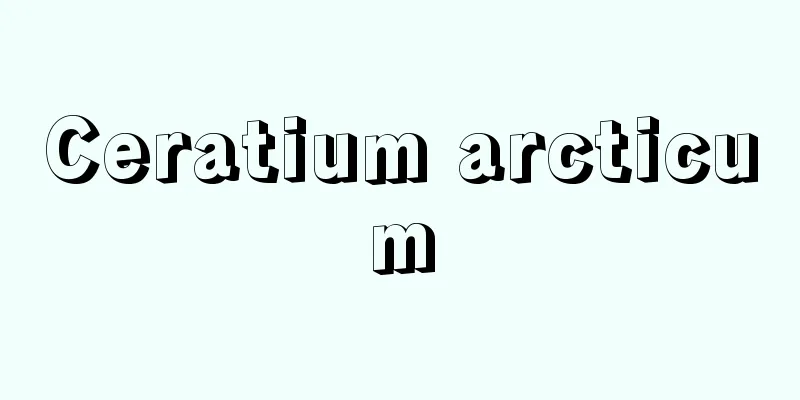 Ceratium arcticum