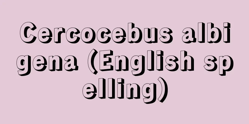 Cercocebus albigena (English spelling)