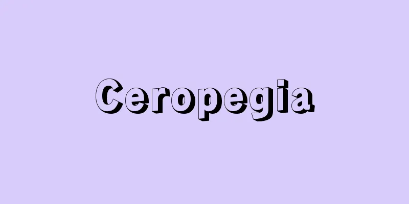 Ceropegia