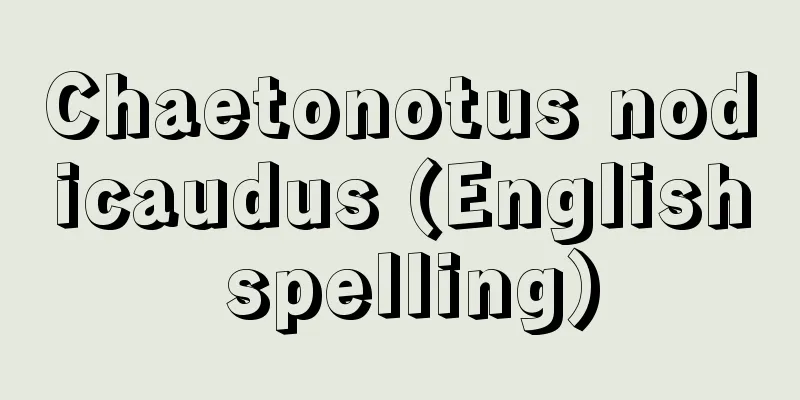 Chaetonotus nodicaudus (English spelling)