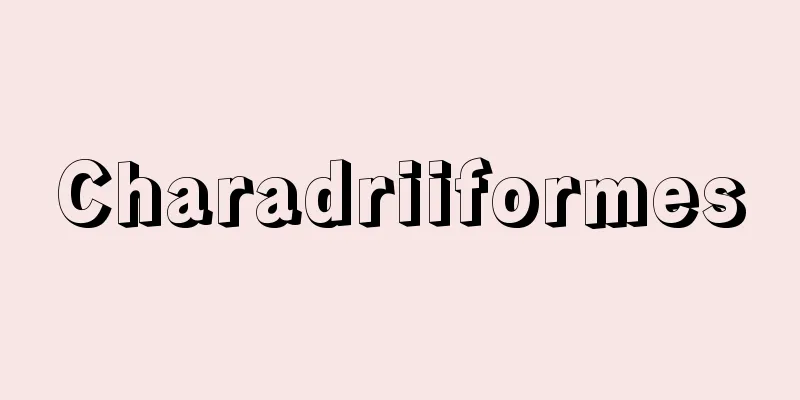 Charadriiformes
