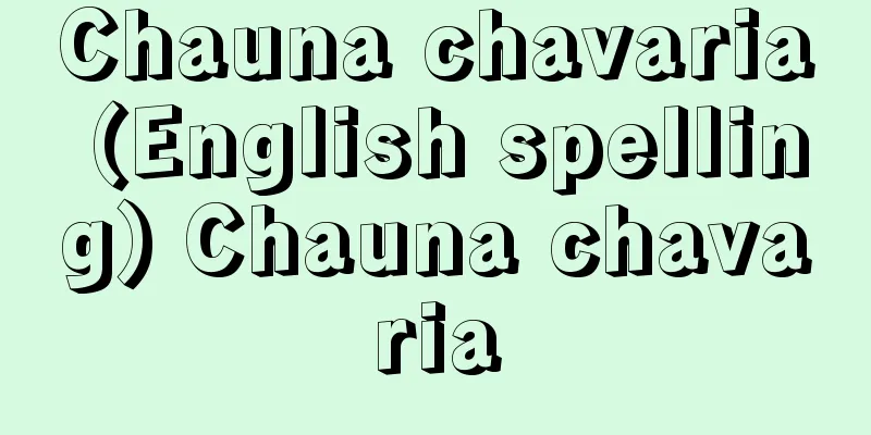 Chauna chavaria (English spelling) Chauna chavaria