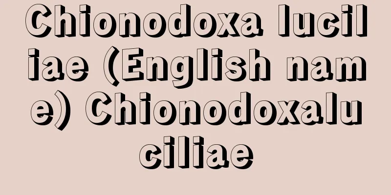 Chionodoxa luciliae (English name) Chionodoxaluciliae