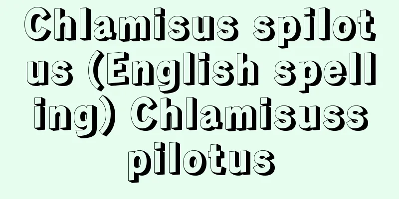 Chlamisus spilotus (English spelling) Chlamisusspilotus