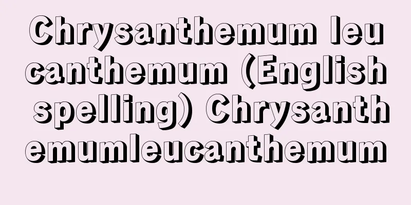 Chrysanthemum leucanthemum (English spelling) Chrysanthemumleucanthemum