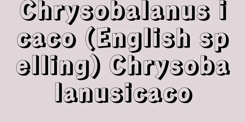 Chrysobalanus icaco (English spelling) Chrysobalanusicaco