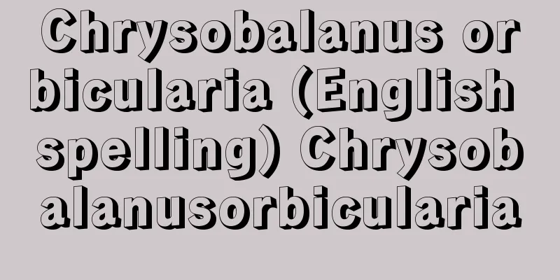 Chrysobalanus orbicularia (English spelling) Chrysobalanusorbicularia